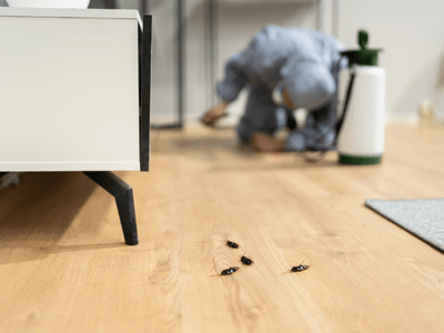About Sarasota Pest Control Pros - german roach extermination sarasota fl experts in Sarasota